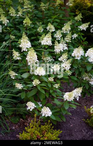 Hydrangea paniculata Pinky-Winky 'vppinky' Banque D'Images