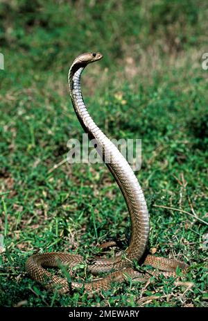 Serpent, cobra indienne cobra indienne spectaculaire (Naja naja), captive, le Madras Crocodile Bank Trust et le Centre d'Herpétologie près de Chennai, Tamil Banque D'Images