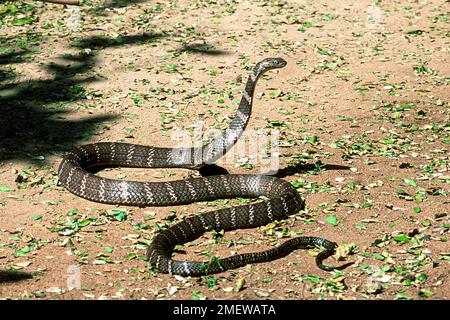 Le roi Cobra (Ophiophage hannah) captif, le Madras Crocodile Bank Trust et le Centre d'Herpétologie près de Chennai, Tamil Nadu, Inde du Sud, Inde, Asie Banque D'Images