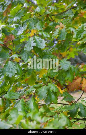 Quercus rubra 'Aurea' Banque D'Images
