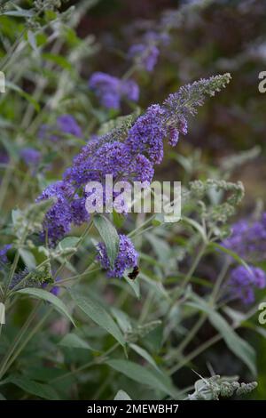 Buddleja 'Lochinch' Banque D'Images