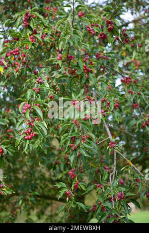 Malus x robusta 'Persicifolia' Banque D'Images