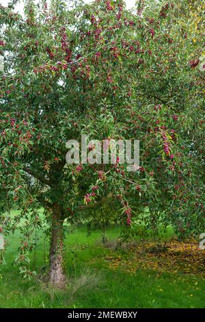 Malus x robusta 'Persicifolia' Banque D'Images