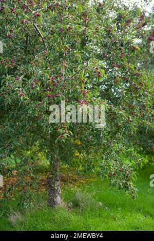 Malus x robusta 'Persicifolia' Banque D'Images