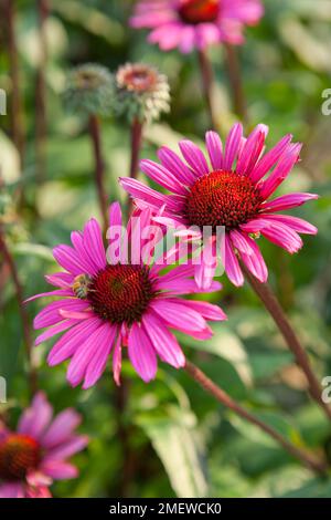 Echinacea purpurea 'Fatal Attraction' Banque D'Images