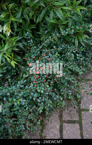 X Cotoneaster suecicus 'Coral Beauty' Banque D'Images