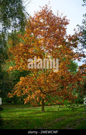 Acer platanoides 'Drummondii' Banque D'Images