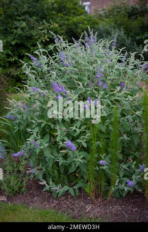 Buddleja 'Lochinch' Banque D'Images