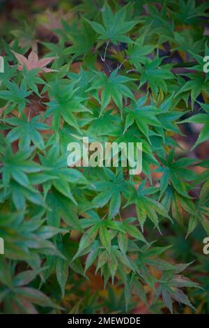 Acer japonicum 'O-isami' Banque D'Images