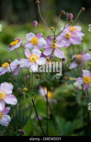 Anemone hupehensis 'Rose de Bowles' Banque D'Images