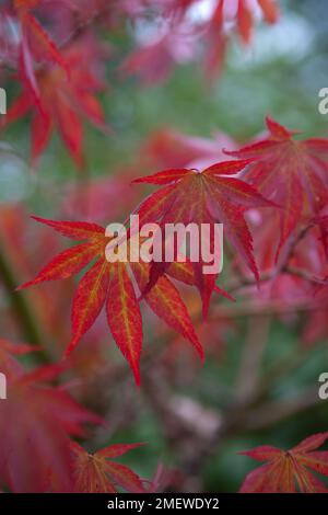 Acer palmatum 'Beni-kagami' Banque D'Images