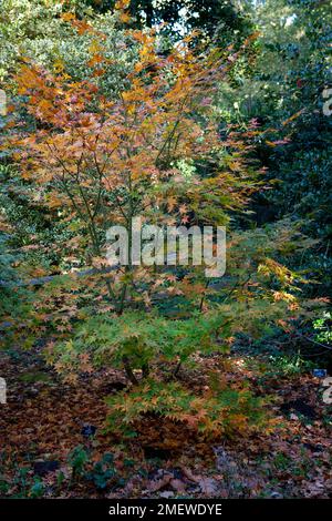 Acer japonicum 'O-isami' Banque D'Images