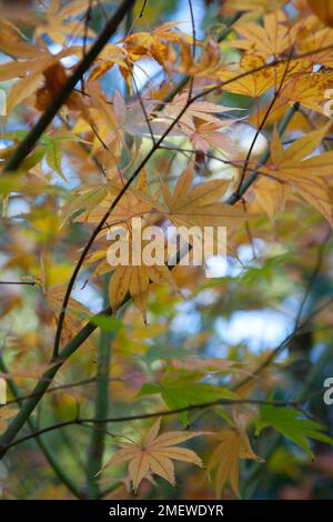 Acer japonicum 'O-isami' Banque D'Images