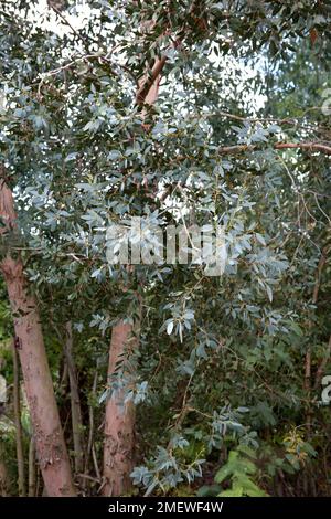 Eucalyptus gunnii « Cider Gum » Banque D'Images