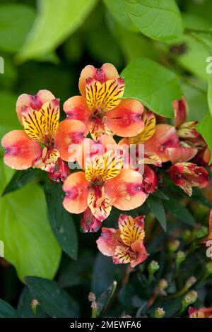 L'Alstroemeria 'Été indien' Tesronto Banque D'Images