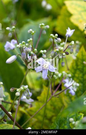 Anemone hupehensis var japonica 'Pamina' Banque D'Images