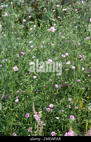 Althaea cannabina Banque D'Images