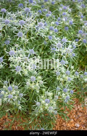 Eryngium x zabelii 'Forncett ultra' Banque D'Images