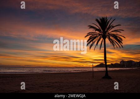 Atardecer en Benidorm en la playa de Poniente y la silueta de una palmera, Espagne Banque D'Images