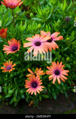 Osteospermum 'Bronze de sérénité' Banque D'Images