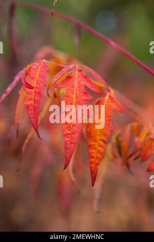 Rhus x pulvinata 'Automne' Dentelle rouge Banque D'Images