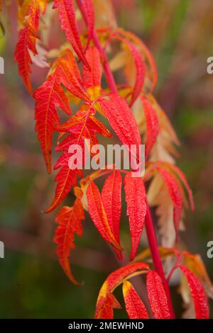 Rhus x pulvinata 'Automne' Dentelle rouge Banque D'Images