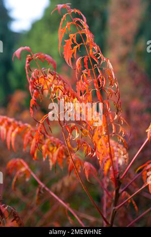 Rhus x pulvinata 'Automne' Dentelle rouge Banque D'Images