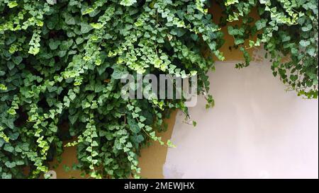 Ivy sur le mur. Texture murale peinte à la chaux. Arrière-plan. Bannière. Papier peint rustique. Toile de fond Banque D'Images