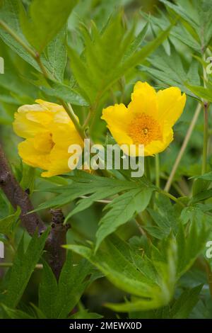 Paeonia delavayi var delavayi f. lutea Banque D'Images