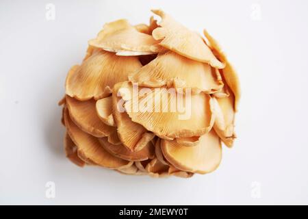 CHAMPIGNONS D'INTÉRIEUR QUE VOUS POUVEZ POUSSER À PARTIR D'UN KIT Banque D'Images