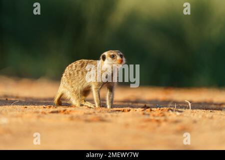 Le bébé Meerkat (Suricata suricata) regarde à droite. Espace-copie. Désert de Kalahari, Afrique du Sud Banque D'Images