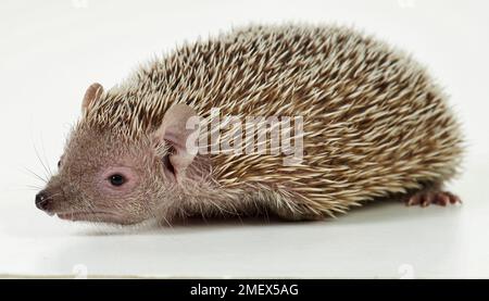 Tenrec de petit hérisson, Echinops telfairiLesser tenrec de petit hérisson, Echinops telfairi Banque D'Images