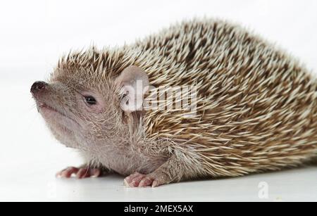 Tenrec de petit hérisson, Echinops telfairiLesser tenrec de petit hérisson, Echinops telfairi Banque D'Images