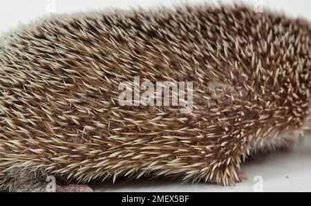 Tenrec de petit hérisson, Echinops telfairiLesser tenrec de petit hérisson, Echinops telfairi Banque D'Images