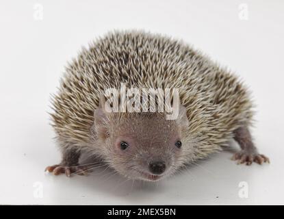 Tenrec de petit hérisson, Echinops telfairiLesser tenrec de petit hérisson, Echinops telfairi Banque D'Images