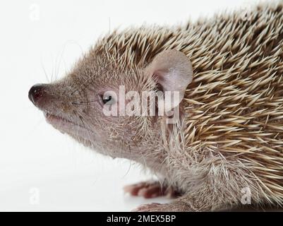 Tenrec de petit hérisson, Echinops telfairiLesser tenrec de petit hérisson, Echinops telfairi Banque D'Images