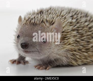 Tenrec de petit hérisson, Echinops telfairiLesser tenrec de petit hérisson, Echinops telfairi Banque D'Images