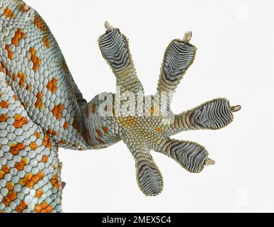 Tokay gecko, Gekko gecko, verre grimpant, par le dessous, gros plan du pied avec des coussinets collants Banque D'Images