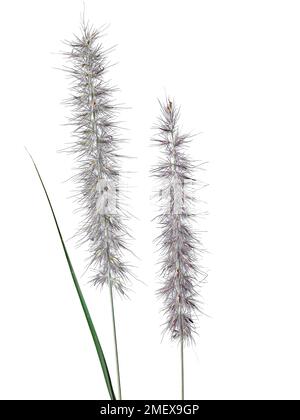 Pennisetum orientale (mouillage oriental) Banque D'Images