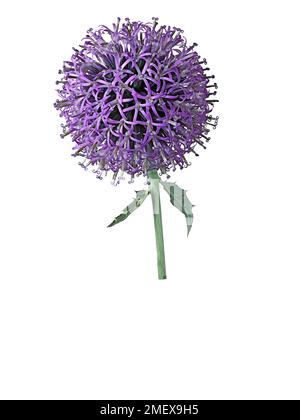 Echinops ritro 'Talap Blue' (chardon de globe) Banque D'Images