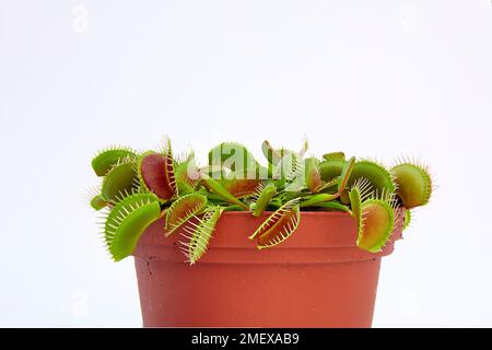 Dionaea Muscipula Vénus Flytrap 001A Banque D'Images