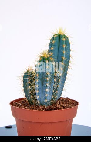 Pilosocereus Pachycladus Blue Torch Cactus Banque D'Images