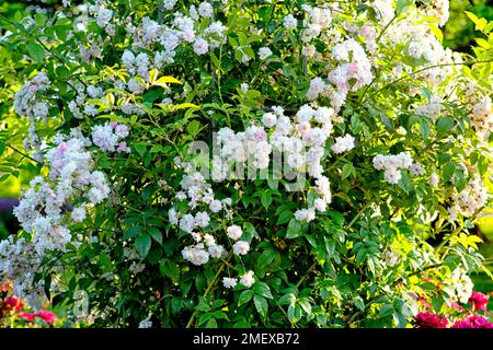 Rosa 'Paul's Himalayan Musk' Banque D'Images