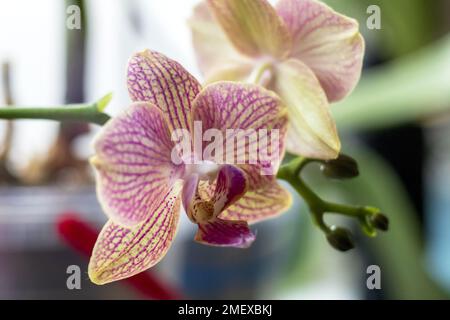 Orchidée jaune-rose avec boutons de fleurs vertes sur fond coloré Banque D'Images
