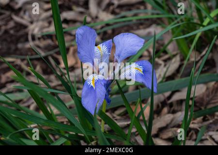 Vue rapprochée de la fleur bleue violette fraîche et jaune de l'iris unguicularis fleurant dans le jardin Banque D'Images