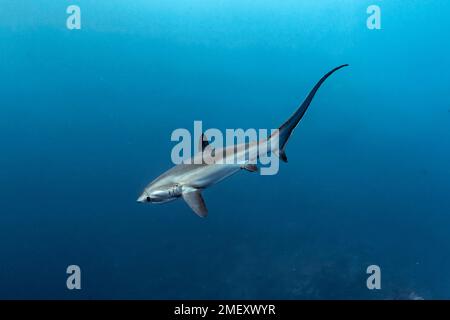 Requin pélagique, Alopias pelagicus, île Big Brother, îles Brother, îles El Ikhwa, Égypte, Mer Rouge, Océan Indien Banque D'Images