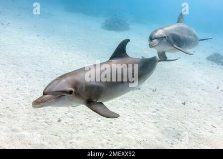 Grand dauphin commun, Tursiops truncatus, Shaab El Erg, El Gouna, Mer Rouge, Égypte, Mer Rouge, Océan Indien Banque D'Images