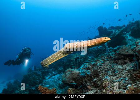 Serpent de mer d'olive, Aipysurus laevis, baignade libre, et plongée sous-marine, îles Kei, Îles oubliées, Moluques, Indonésie, Indo-Océan Pacifique Banque D'Images