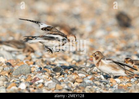 Déneigement, Plectrophenax nivalis, deux oiseaux combattant, sur la plage de galets, CLEY-Next-the-Sea, Norfolk, Royaume-Uni, 24 janvier 2023 Banque D'Images