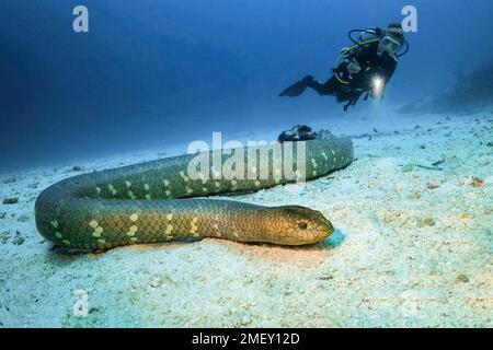 Serpent de mer d'olive, Aipysurus laevis, et plongeur de plongée, îles Kei, îles Forgotten, Moluccas, Indonésie, Indo-Océan Pacifique Banque D'Images